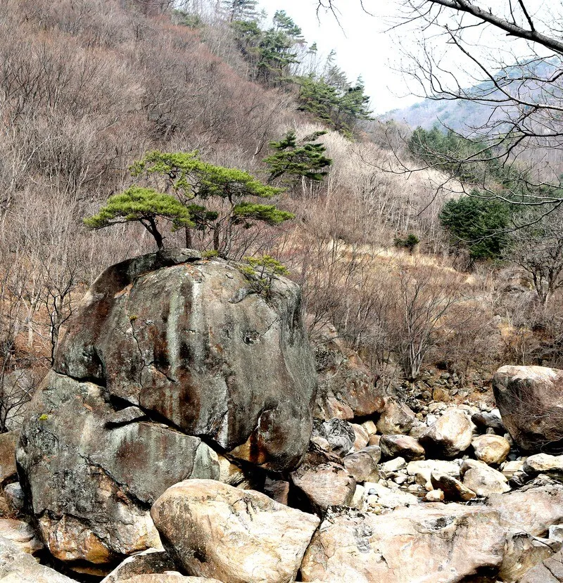 서산대사 명상바위. 김선식 기자.