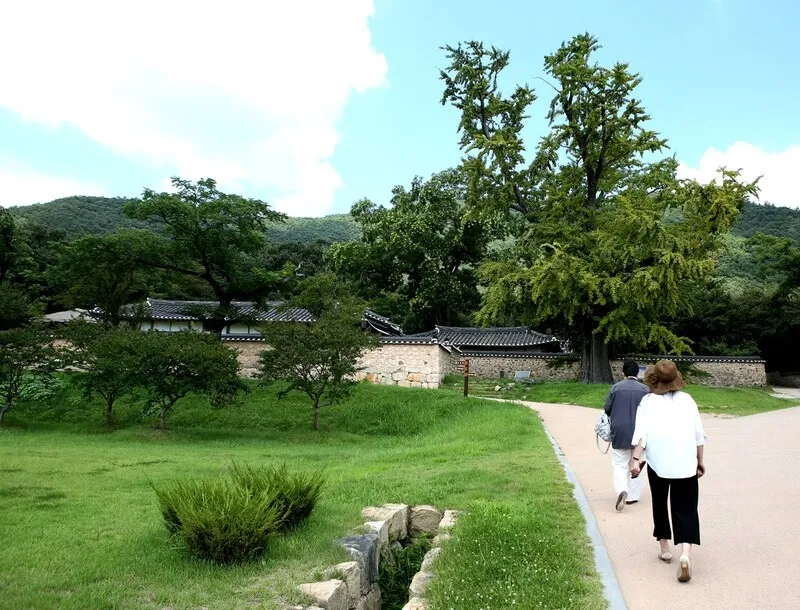 전남 해남 녹우당 앞. 수령 500~600년 은행나무가 담벼락 밖에 보인다. 김선식 기자