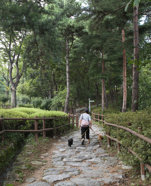 지난 8일 서울 용산구 효창동 효창공원 산책길. 김선식 기자