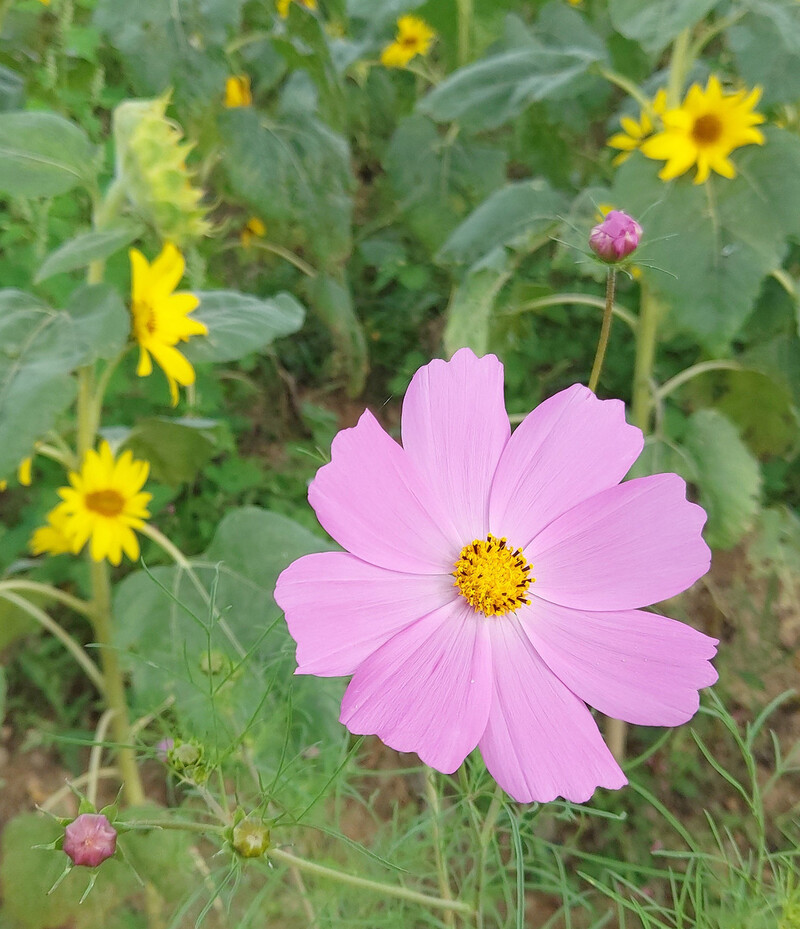 호로고루 앞 해바라기 밭에 핀 코스모스. 김선식 기자