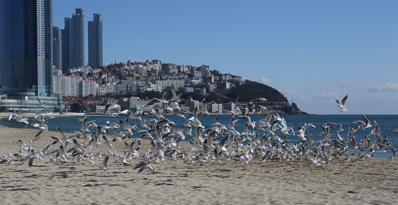 헤운대 해변. 김선식 기자